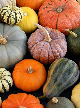 Тыквы разных оттенков